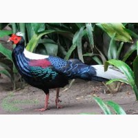 Продам молодняк фазанов декоративных и попугаев