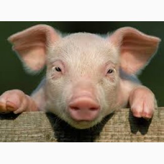 Продам свинью живой вес 45 грн/кг