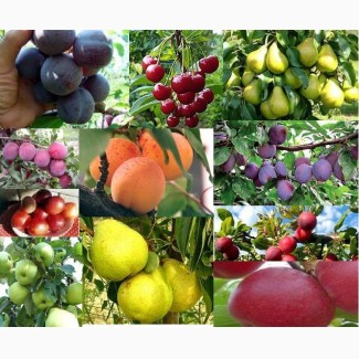 Продам різновиди плодових дерев(сливи, груші, черешні, вишні, абрикоси)