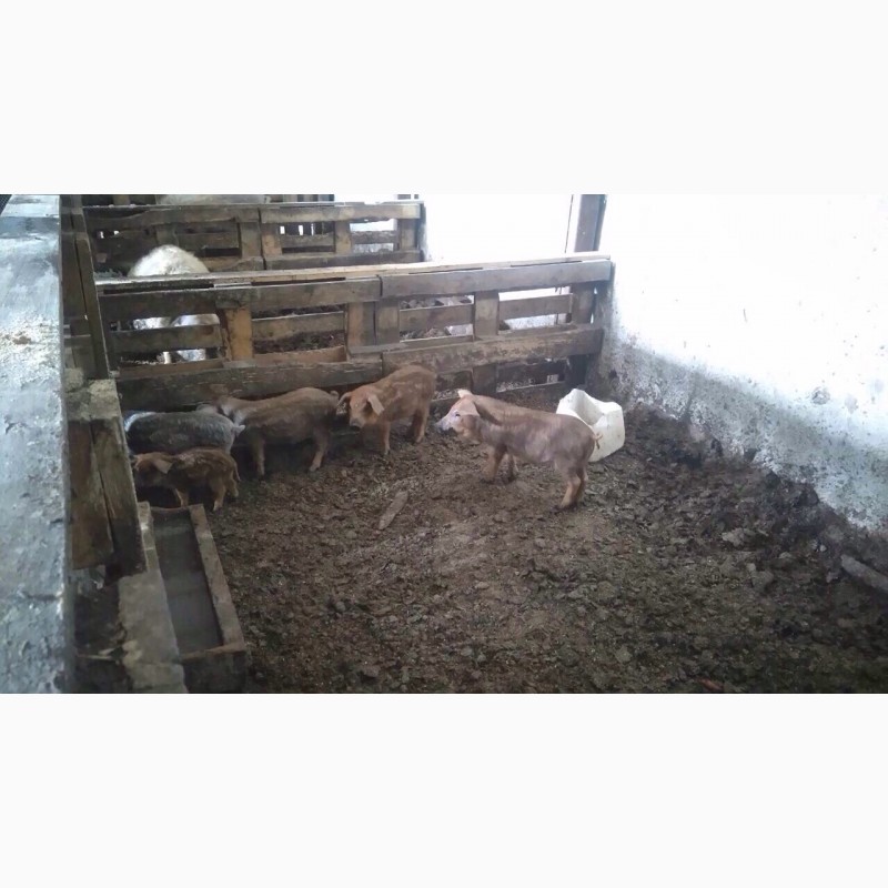 Продам поросят и свиней Венгерской мангалицы