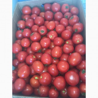 Продам помидор оптом «Асвон» с поля