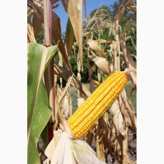 Порумбени 461 семена кукурузы