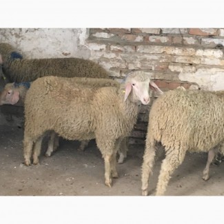 Овцы беременные, порода немецкий Мериноланд