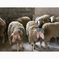 Овцы беременные, порода немецкий Мериноланд