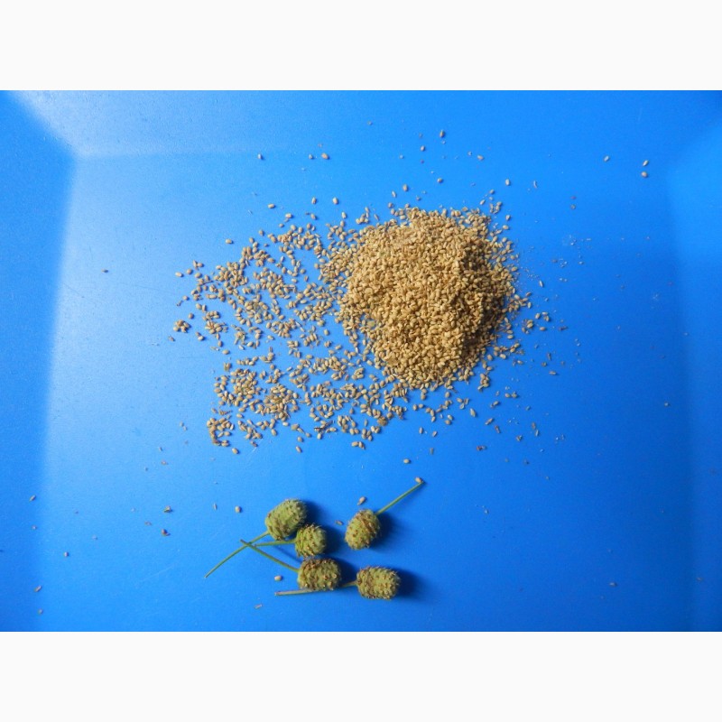 Фото 2. Продам семена липпии сладкой (трава слаще стевии)