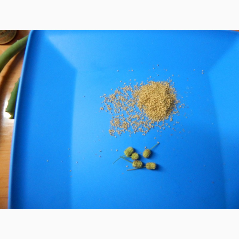 Фото 4. Продам семена липпии сладкой (трава слаще стевии)