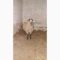Продам овца Дорпер Dorper ( баран )