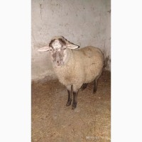 Продам овца Дорпер Dorper ( баран )