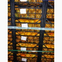 Продам свіжі мандарини урожай 2018