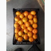 Продам свіжі мандарини урожай 2018