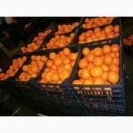Продам мандарины из Испании оптом