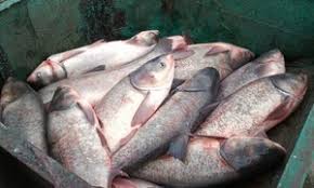 Продам живую рыбу малек оптом. карп, толстолоб, белый амур, сом, мелкий и средним оптом
