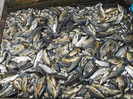 Фото 3. Продам живую рыбу малек оптом. карп, толстолоб, белый амур, сом, мелкий и средним оптом