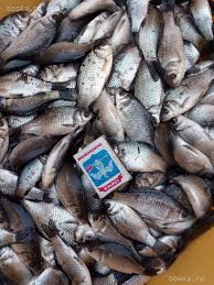 Фото 4. Продам живую рыбу малек оптом. карп, толстолоб, белый амур, сом, мелкий и средним оптом
