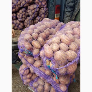 Продам картофель оптом по всей Украине, все сорта, лучшее качество