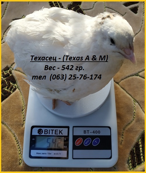 Фото 4. Инкубационные яйца перепела Техасец белый - бройлер (США Texas A M)