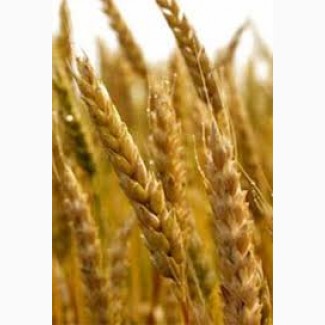 Пшениця. Закупівля