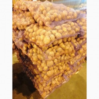 Продам товарный картофель, сетка 15кг, 5кг. 2.5кг