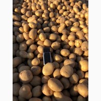 Продам Картофельные семена 1-й репродукуции; сорт Коломбо