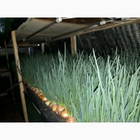 Продам зеленый лук (перо), 90 грн