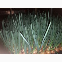 Продам зеленый лук (перо), 90 грн