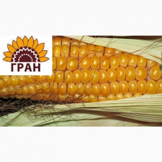 Пропонуємо насіння гібрид кукурудзи ГРАН 6 (ФАО 300)