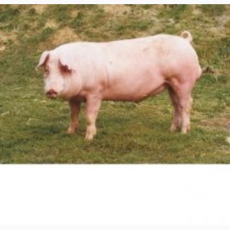 Реализуем свиней живым весом