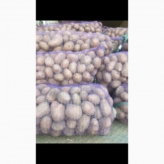 Продам картошку 21 тонн отличного качества