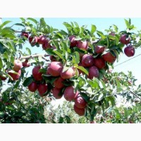 Саджанці яблуня груша персик абрикос черешня вишня смородина фундук малина