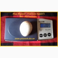 Яйцо инкубационные перепела Фараон (Espana)