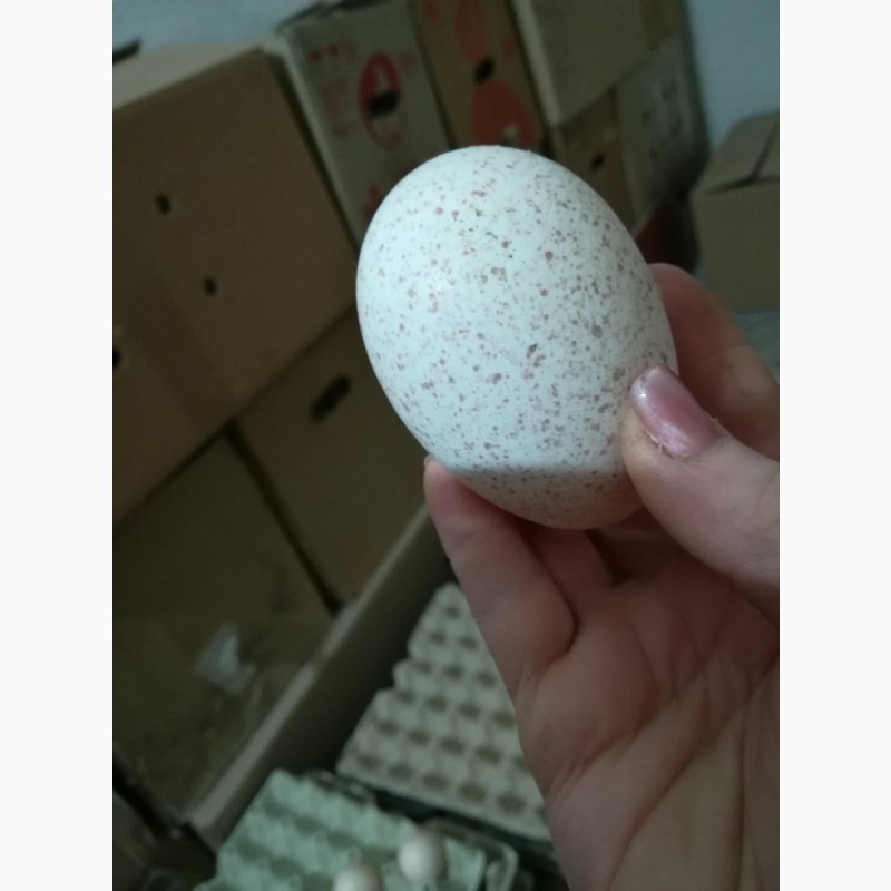 Инкубационное яйцо индейки Хайбрид. Хайбрид конвертер яйца. Яйца Hybrid Converter 200 штук. Хайбрид конвертер Италия яйцо инкубационное. Инкубации хайбрид конвертер