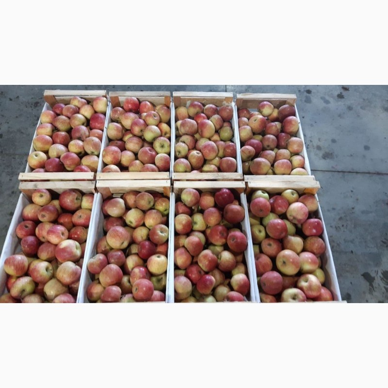 Фото 2. Продаж яблук