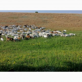 Продається стадо племінних зааненськіх кіз