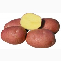 Продам товарный картофель сорт Пикассо, Торнадо, Аризона, Беллароза, Саванна, Эволюшн