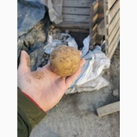 Продам картофель с песка сорт Таисия, Гранада, Пикассо без проблем и болезней, калибр 5