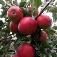 Продам 2-хлетние саженцы яблони сортом Сириус, Элиза, Орион и ДР