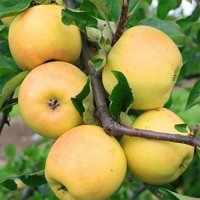 Продам 2-хлетние саженцы яблони сортом Сириус, Элиза, Орион и ДР