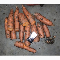 Продам морковь на переработку, объем