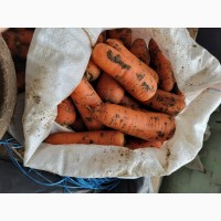 Продам морков