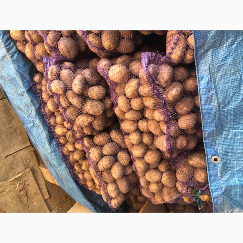 Фото 3. Продам товарный и посадочный картофель «Беларосса» и «Королева Анна»