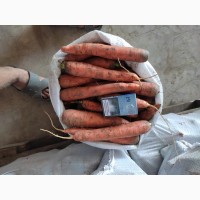 Продам моркву раню