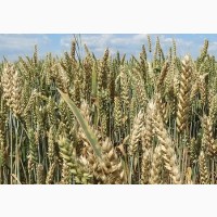 Насіння озимої пшениці Фаворитка-еліта