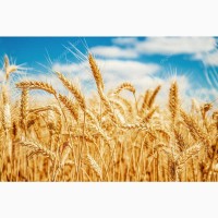 Закупаю Пшеницю 2-3-4 класу Польша Болгарія Румунiя