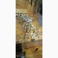 Продам Білі сушені гриби