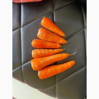 Морковь молодая морква Мытая, шлифованная, прикулинг Египет