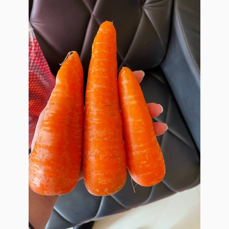 Фото 3. Морковь молодая морква Мытая, шлифованная, прикулинг Египет