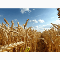 По Кировоградской области закупаем пшеницу