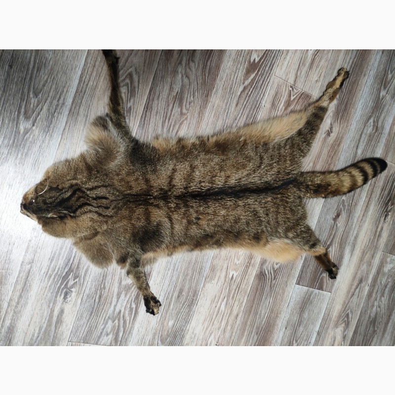 Фото 2. Продам шкуру камышового кота