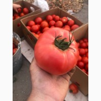 Продам помидор по хорошей цене