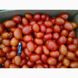 Продам помідори сливка
